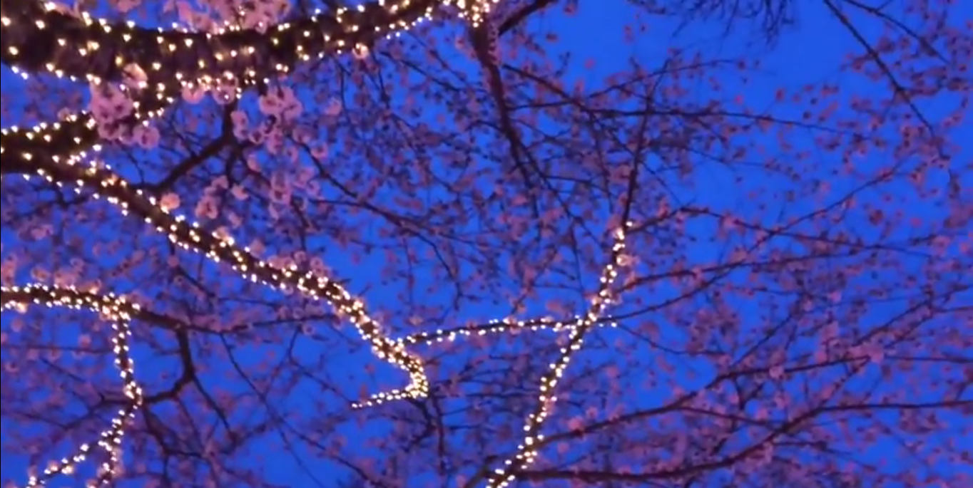 相模湖のイルミネーション16 17 光と桜が魅了します 知れる Com