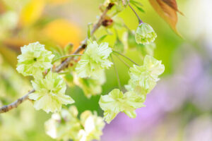 八重咲きの鬱金桜