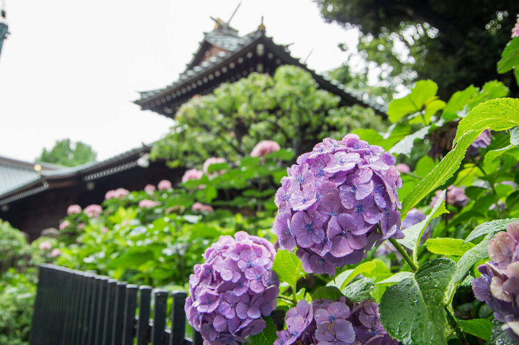 文京あじさいまつり2023！白山神社に3,000のあじさいが咲き乱れる！