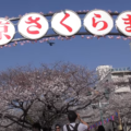 文京さくらまつり2023！播磨坂の桜並木では激レアな桜に出会えるかも？