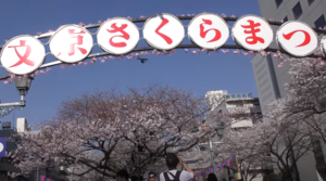 文京さくらまつり2023！播磨坂の桜並木では激レアな桜に出会えるかも？